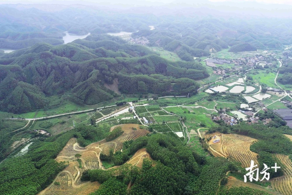 林地种西瓜_西林种植致富_西林种类