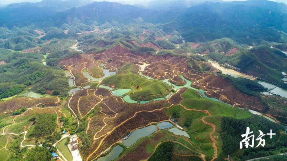 西林种植致富_西林种类_林地种西瓜