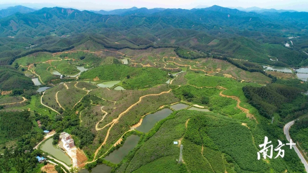 林地种西瓜_西林种类_西林种植致富