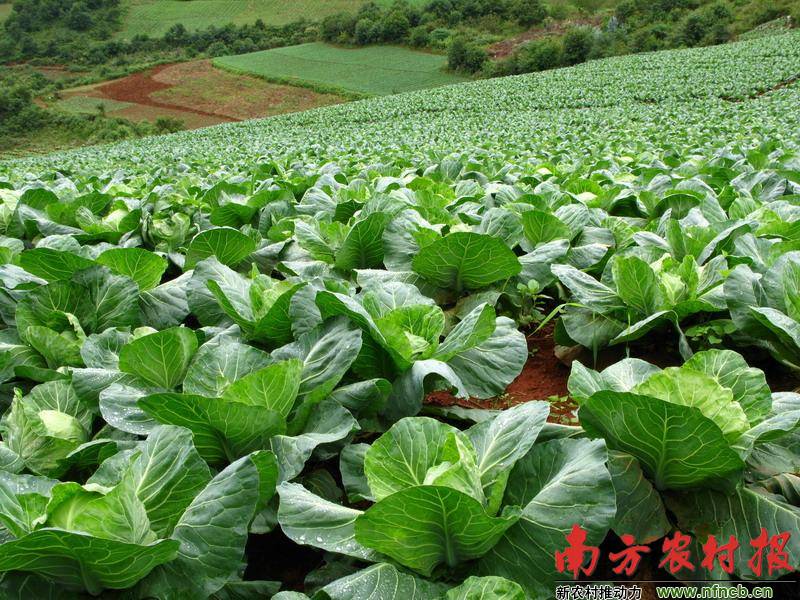 致富经种植水稻视频_种植水稻致富案例_致富水稻案例种植感悟