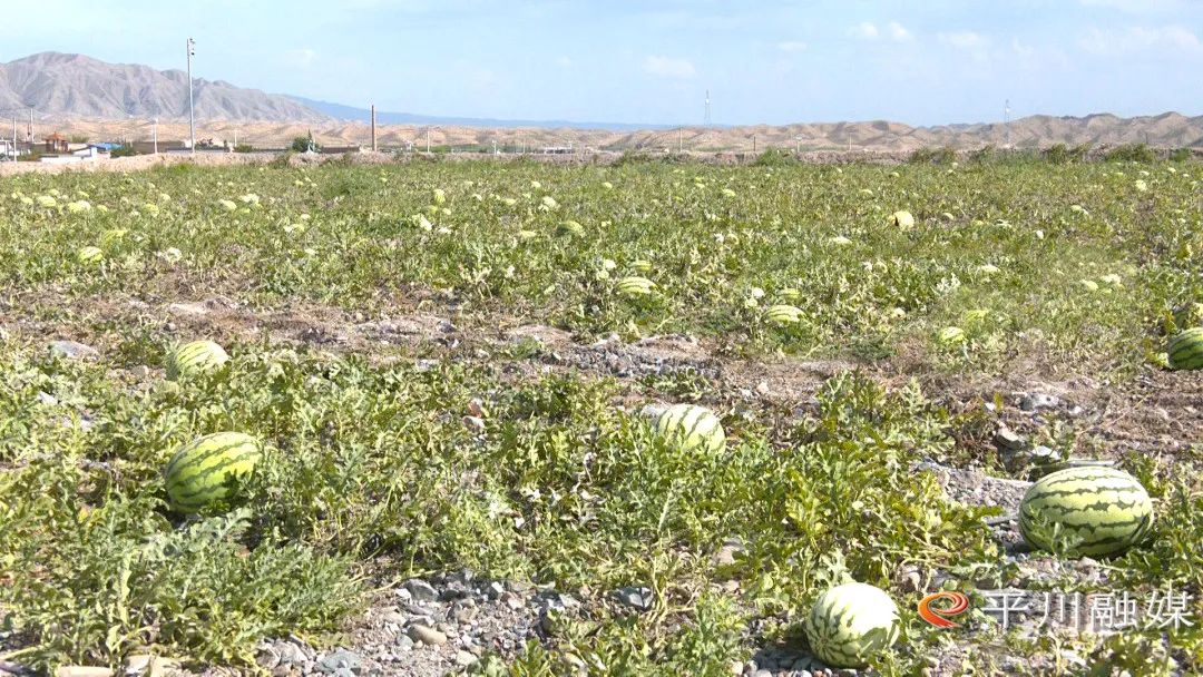 致富种植视频全集_种植 特色 致富 评论_致富种植特色评论文章