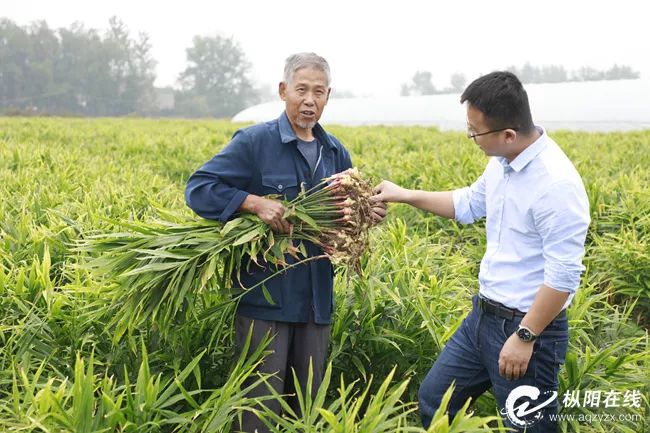 种植水稻致富案例_水稻承包种植案例_水稻创业