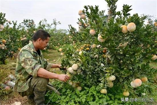 柑橘种植致富_致富柑橘种植技术视频_致富柑橘种植方法