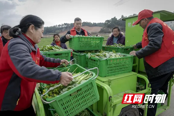 甜菜营养养殖_甜菜致富经_怎样致富致富