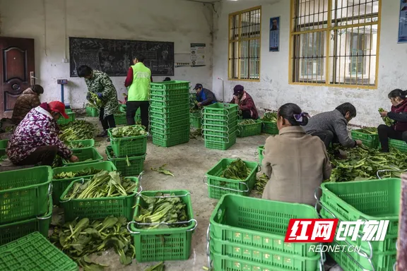 怎样致富致富_甜菜致富经_甜菜营养养殖