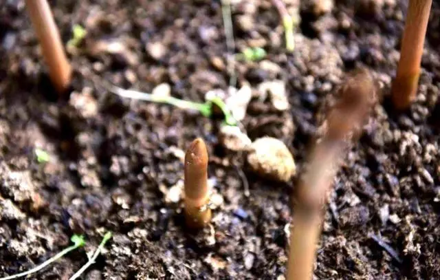 农村致富项目种植_种植致富业_地里种植致富项目