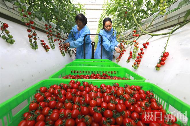 致富西红柿种植视频_种植西红柿致富_种植西红柿前景如何