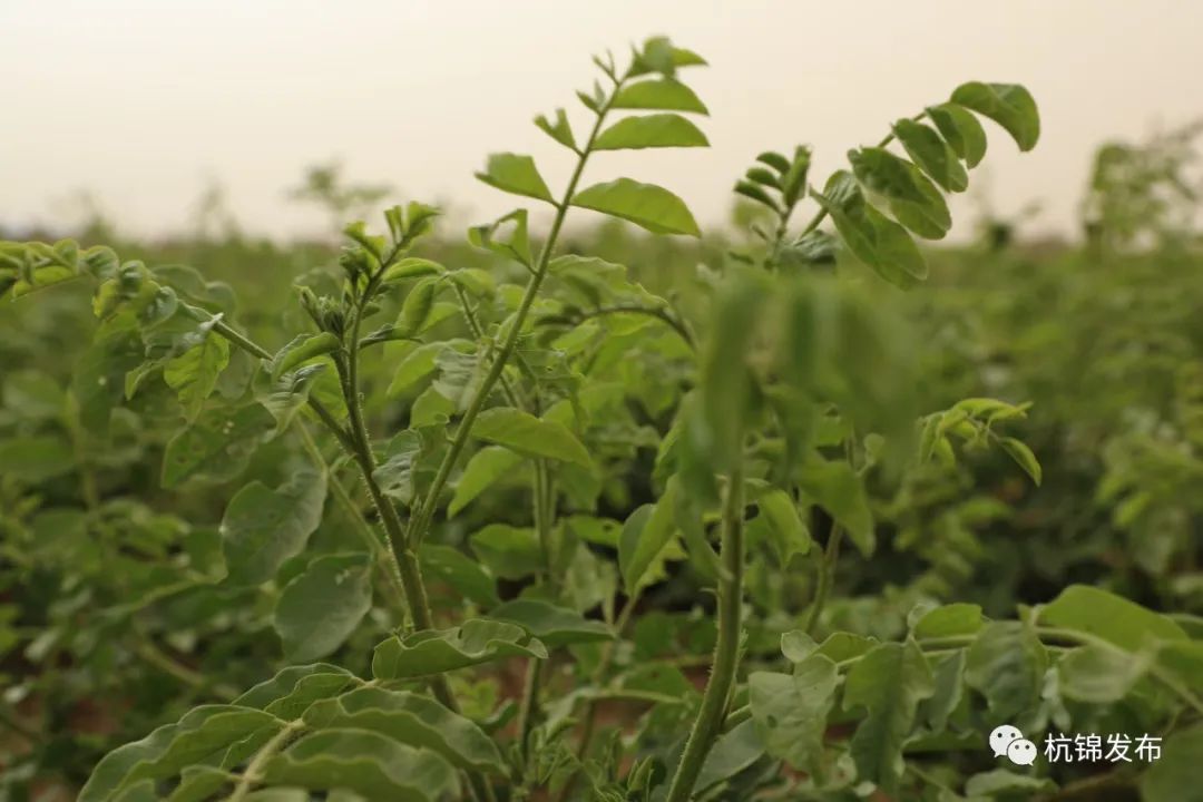 泥鳅干的营养价值和功效_致富经泥鳅干_泥鳅干制作方法