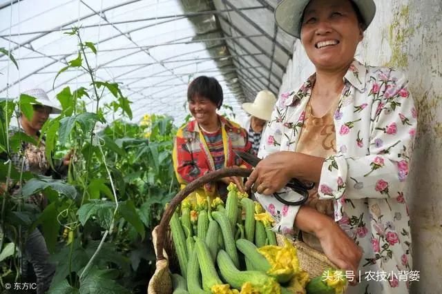 丝瓜种植效益_种植丝瓜赚钱吗_小丝瓜种植致富