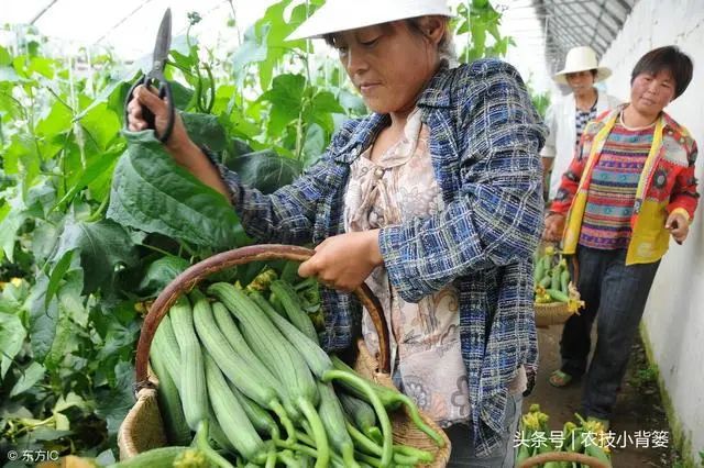 小丝瓜种植致富_种植丝瓜赚钱吗_丝瓜种植效益