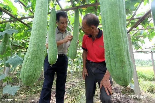 丝瓜种植效益_种植丝瓜赚钱吗_小丝瓜种植致富