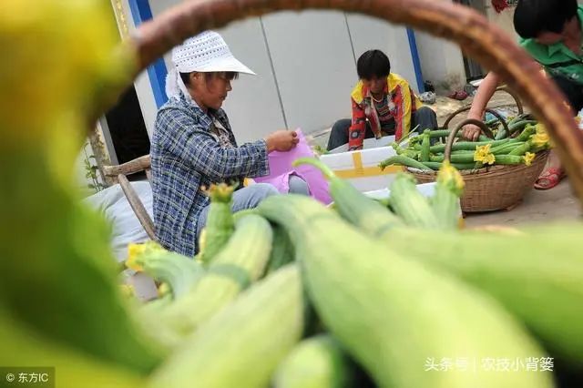 种植丝瓜赚钱吗_丝瓜种植效益_小丝瓜种植致富