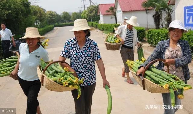 丝瓜种植效益_小丝瓜种植致富_种植丝瓜赚钱吗