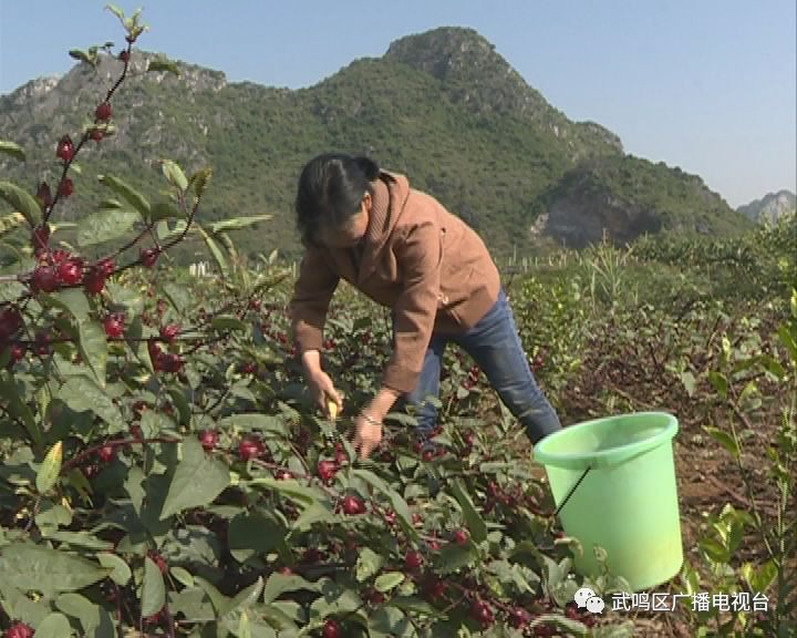 玫瑰茄养殖_玫瑰茄种植致富_致富玫瑰种植茄子视频