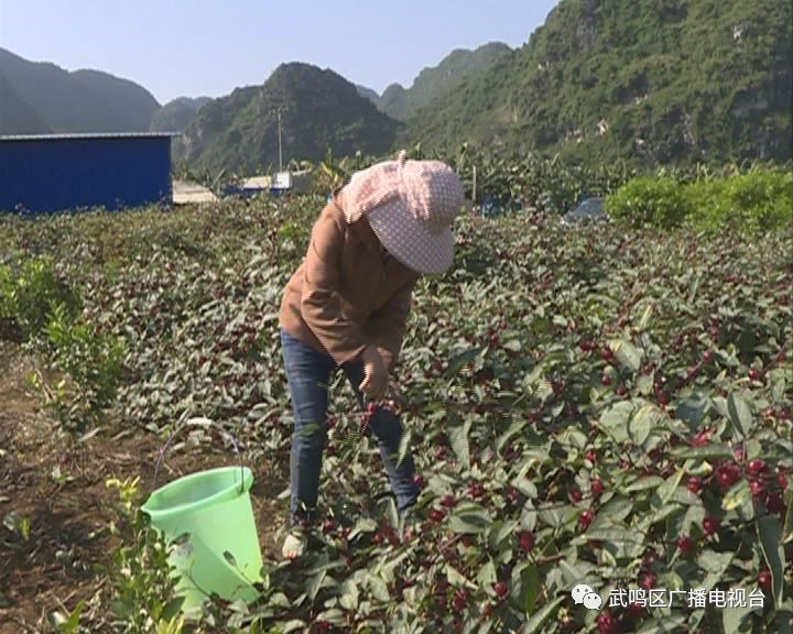 致富玫瑰种植茄子视频_玫瑰茄种植致富_玫瑰茄养殖