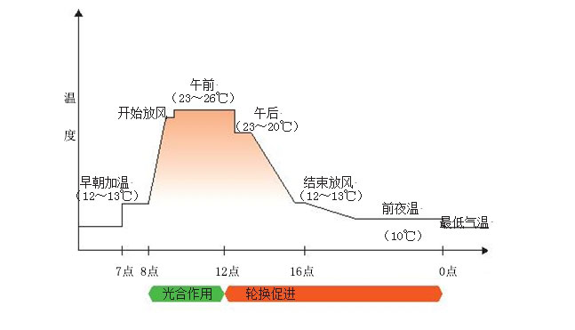 桃太郎系列番茄栽培管理