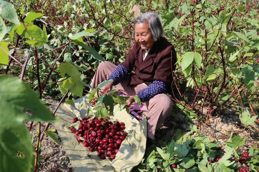 致富玫瑰种植茄子怎么种_玫瑰茄种植致富_致富玫瑰种植茄子视频