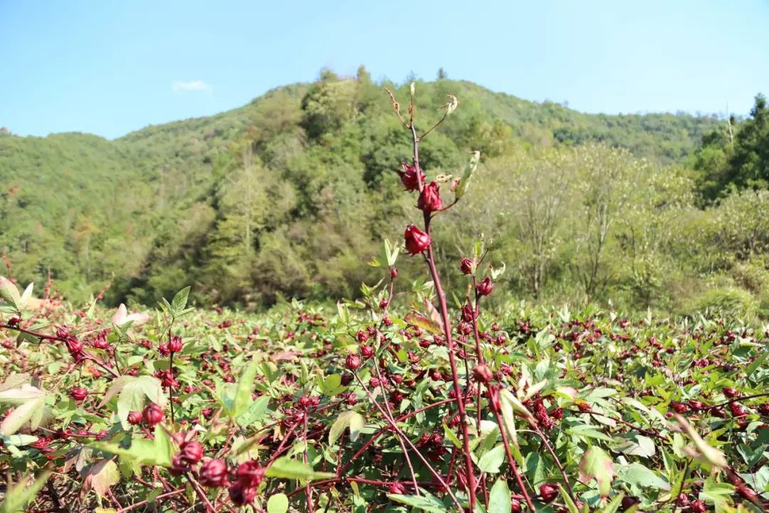 致富玫瑰种植茄子视频_玫瑰茄种植致富_致富玫瑰种植茄子怎么种