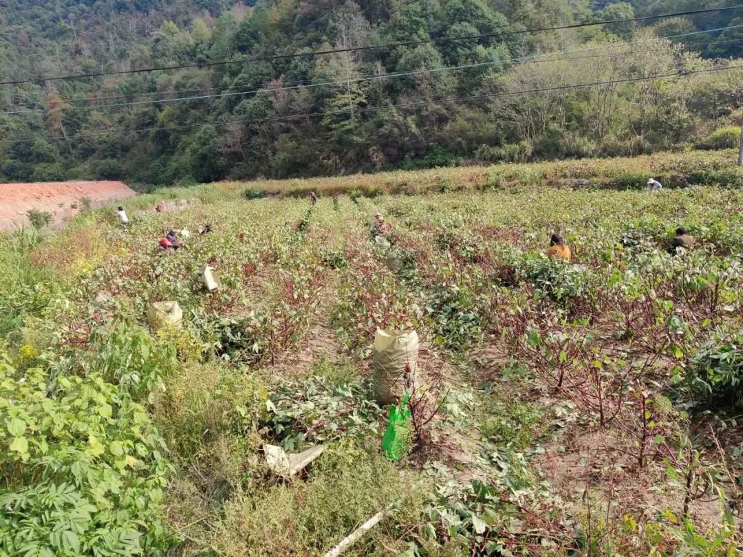 玫瑰茄种植致富_致富玫瑰种植茄子视频_致富玫瑰种植茄子怎么种