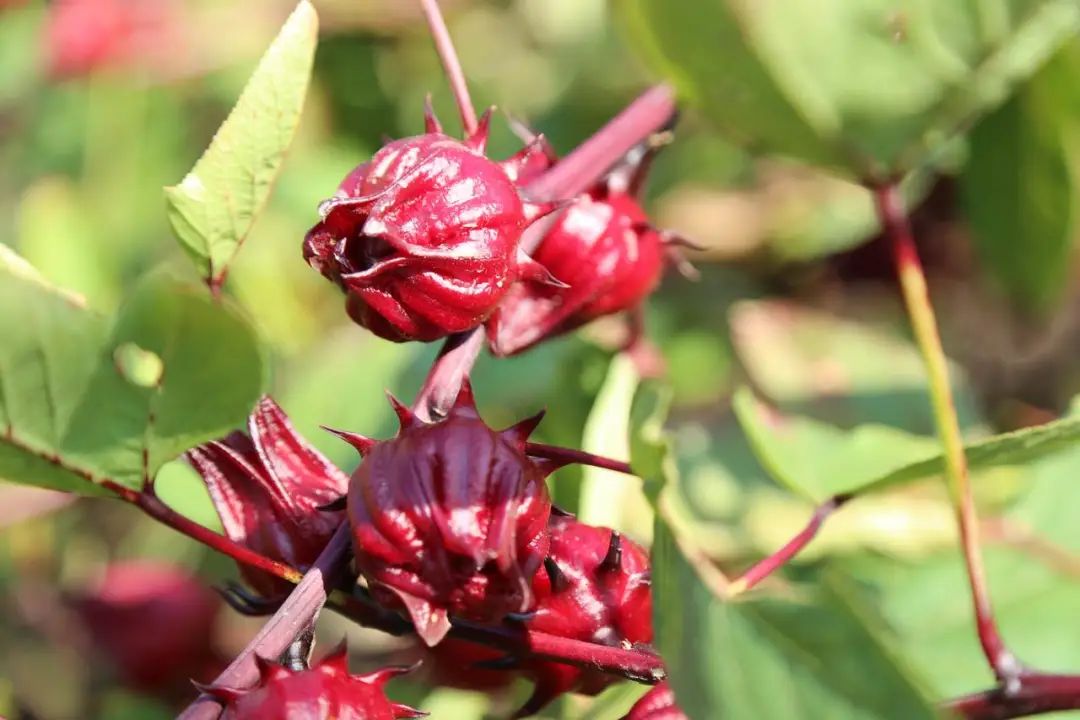 致富玫瑰种植茄子视频_致富玫瑰种植茄子怎么种_玫瑰茄种植致富