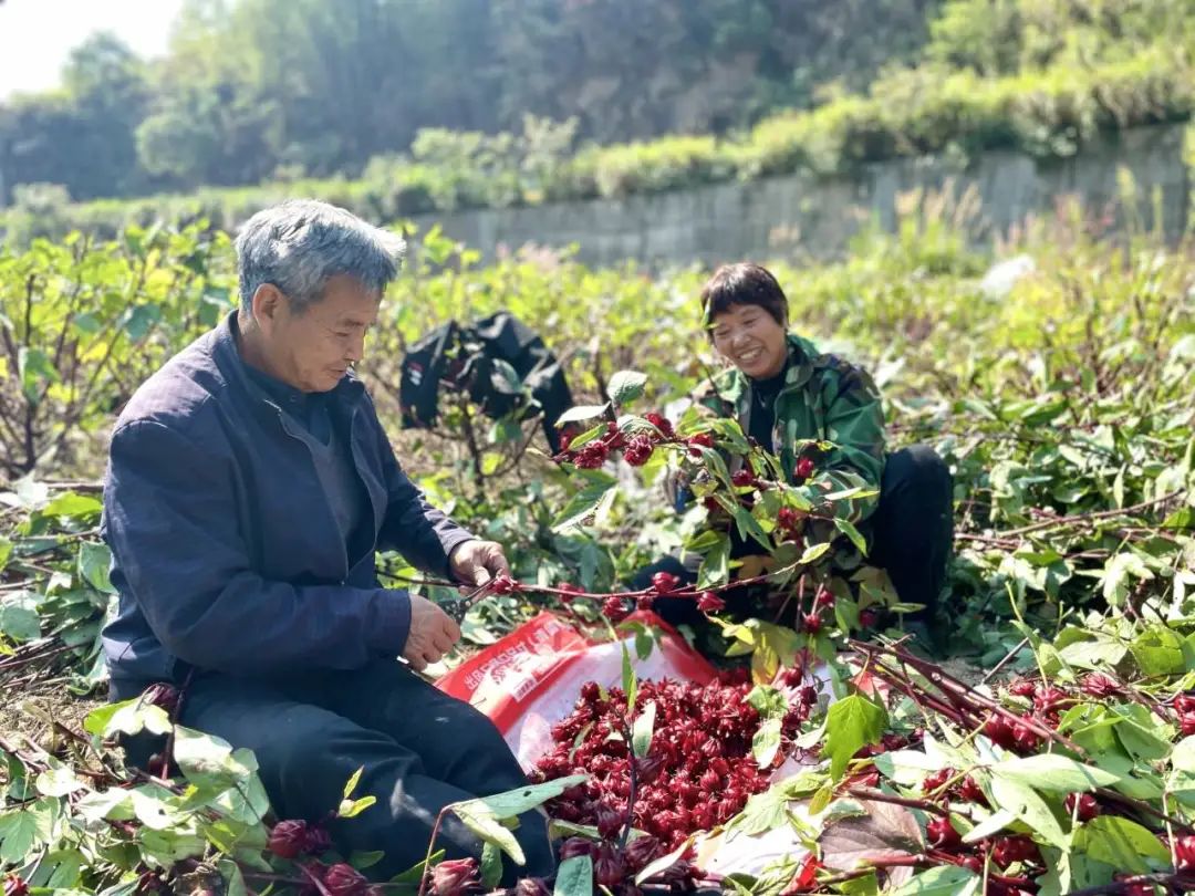 致富玫瑰种植茄子视频_玫瑰茄种植致富_致富玫瑰种植茄子怎么种