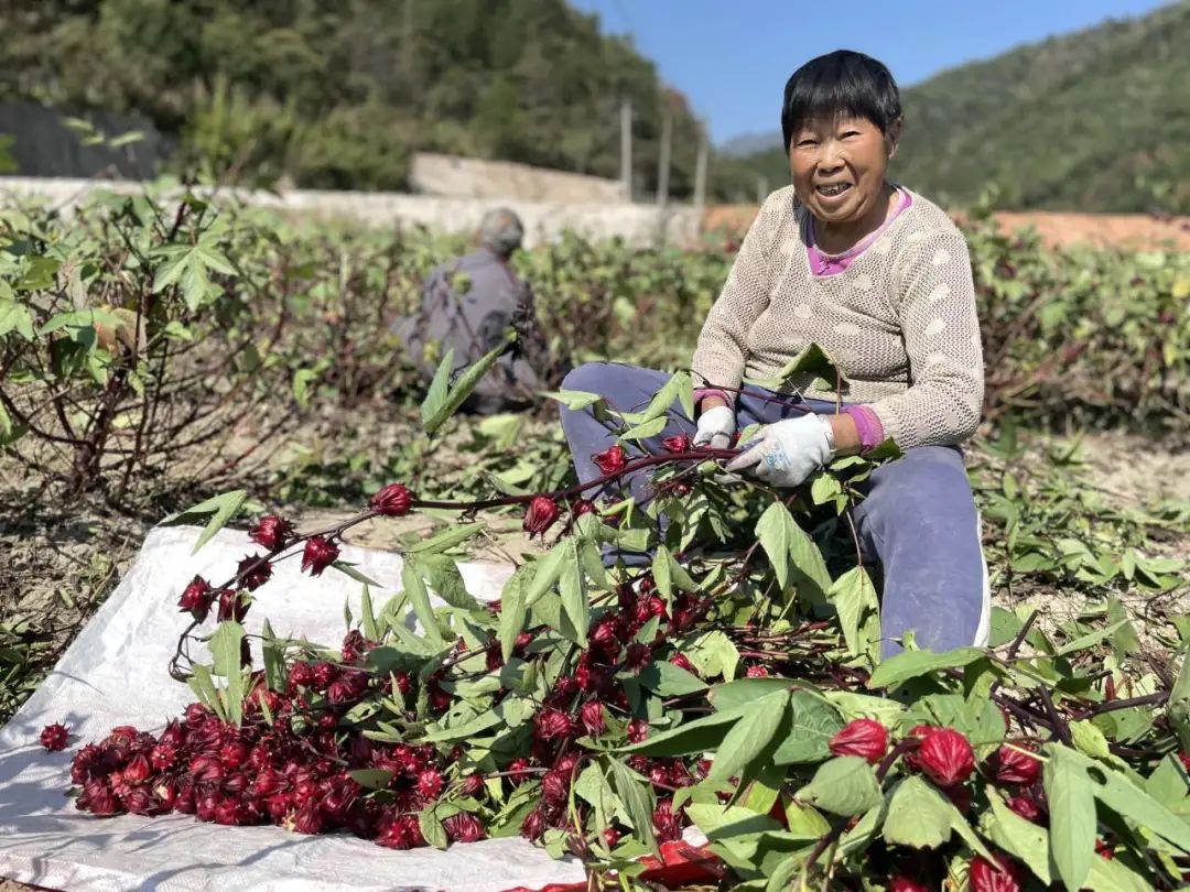 致富玫瑰种植茄子视频_致富玫瑰种植茄子怎么种_玫瑰茄种植致富