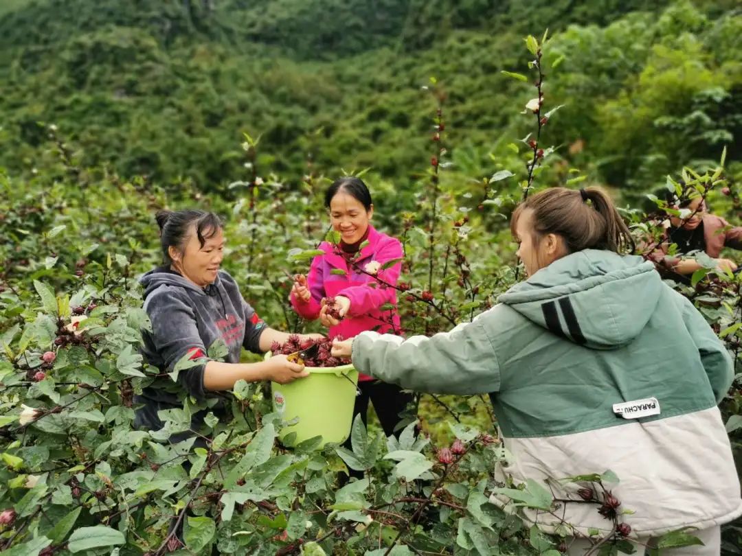 玫瑰茄养殖_玫瑰茄种植技术_玫瑰茄种植致富