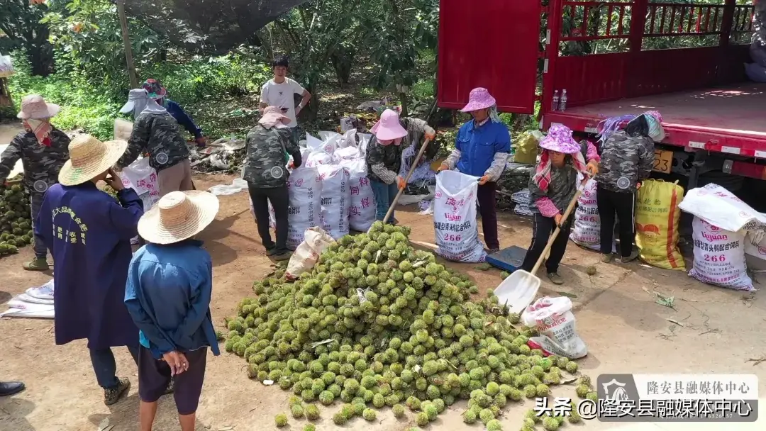 致富经板栗_县城的路修的宽浪费吗_致富经宽县栗子