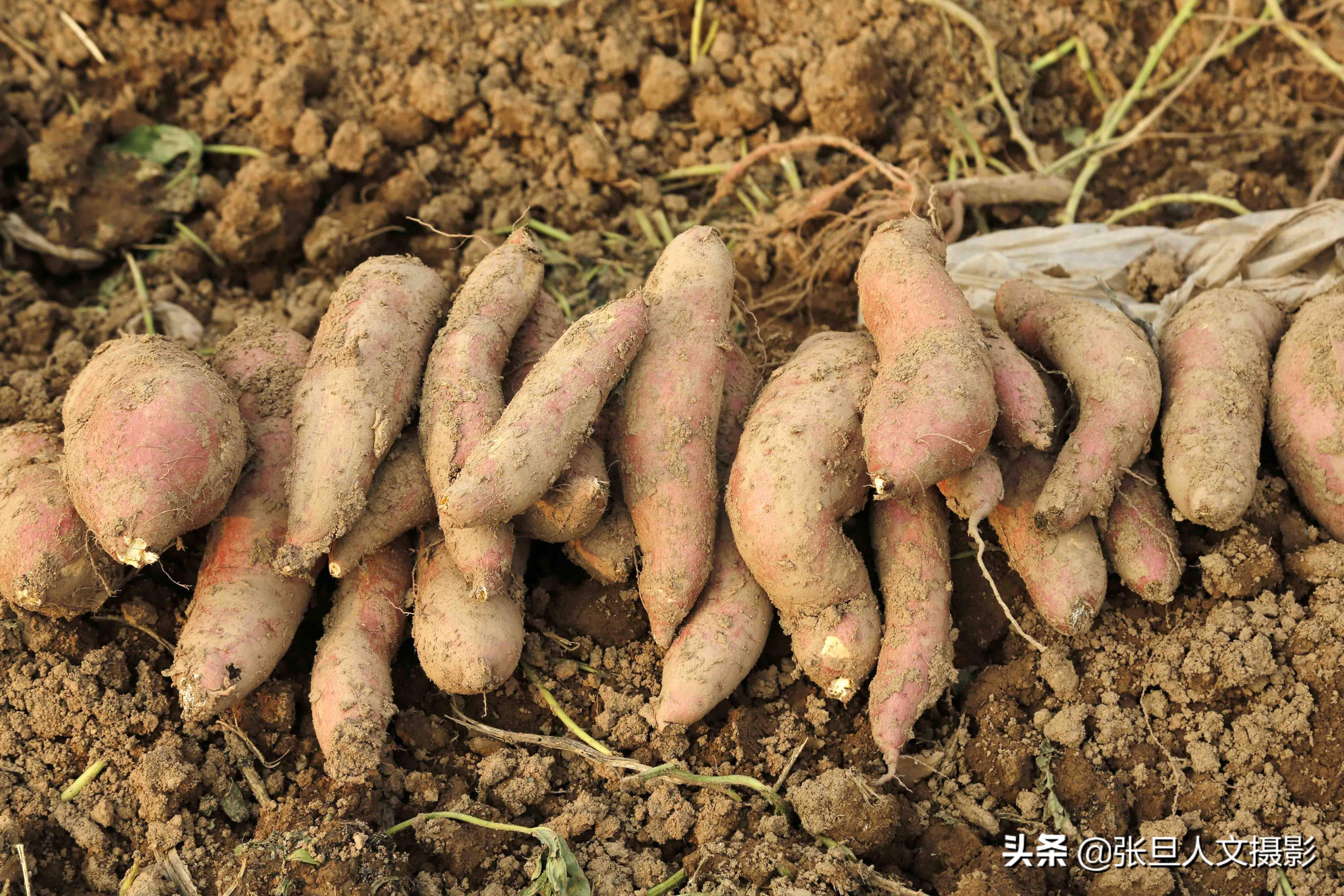 致富红薯种植农民视频播放_农民种植红薯致富_致富红薯种植农民视频