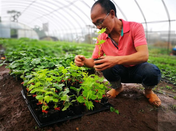 致富苦瓜种植嫁接方法视频_种植嫁接苦瓜致富_嫁接苦瓜种植技术视频