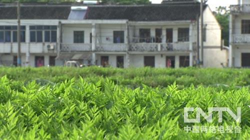 致富种植视频全集_cctv7 致富经种植_致富种植什么比较赚大钱