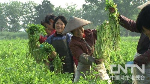 致富种植视频全集_cctv7 致富经种植_致富种植什么比较赚大钱