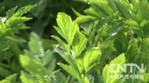 致富种植视频全集_致富种植什么比较赚大钱_cctv7 致富经种植