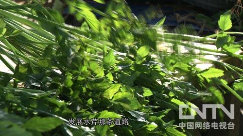 cctv7 致富经种植_致富种植什么比较赚大钱_致富种植视频全集