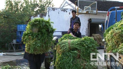 致富种植视频全集_致富种植什么比较赚大钱_cctv7 致富经种植