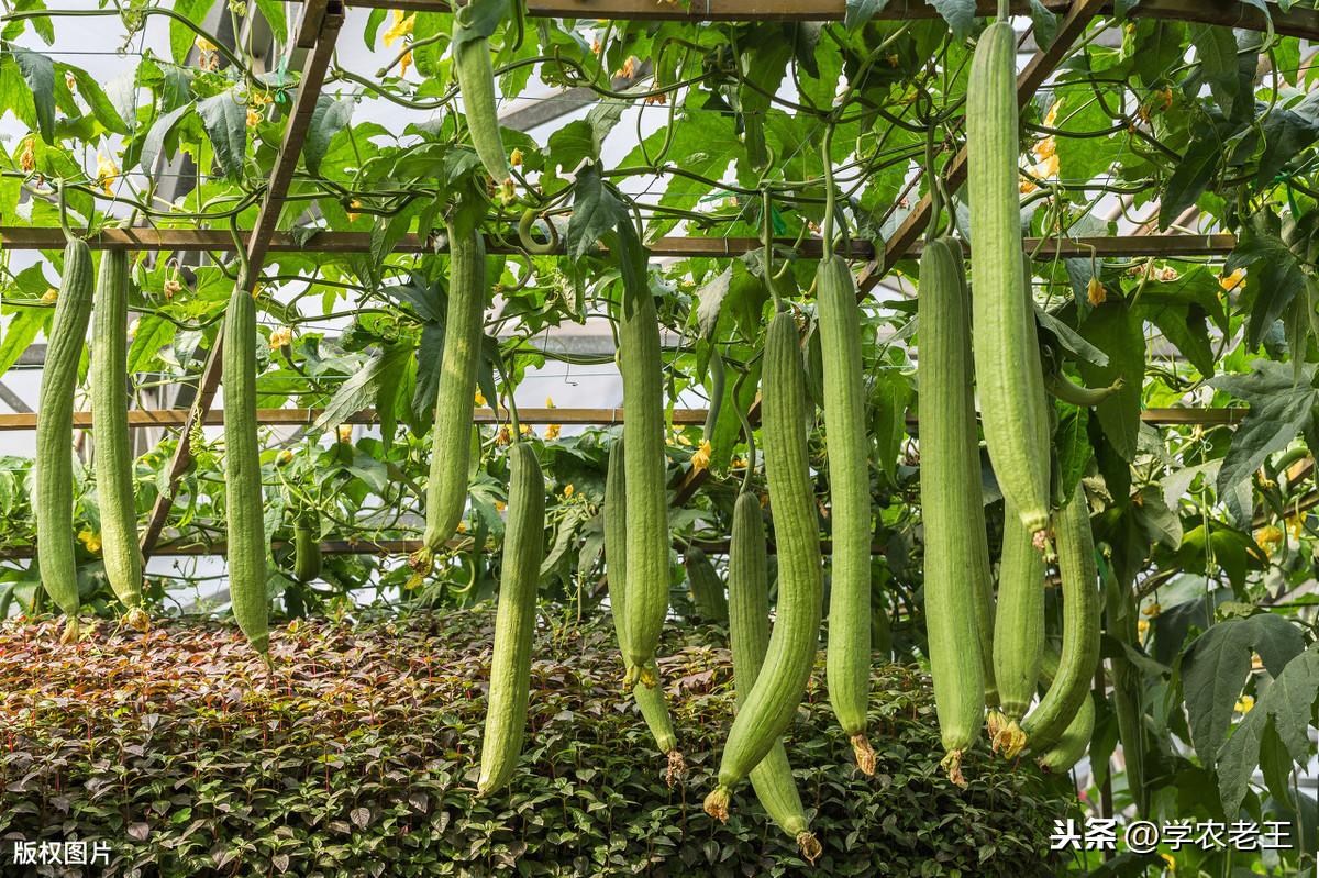 小丝瓜种植致富_丝瓜种植收益怎么样_丝瓜种植效益