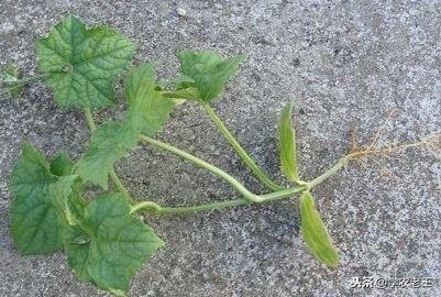 小丝瓜种植致富_丝瓜种植效益_丝瓜种植收益怎么样