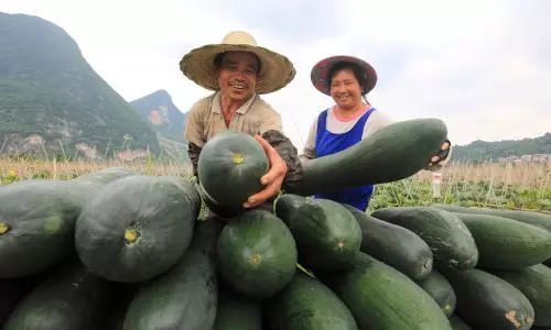 致富苦瓜种植嫁接视频_种植嫁接苦瓜致富_苦瓜嫁接高产栽培技术视频