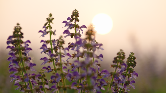 致富梅花种植_致富梅花种植视频_梅花种植技术