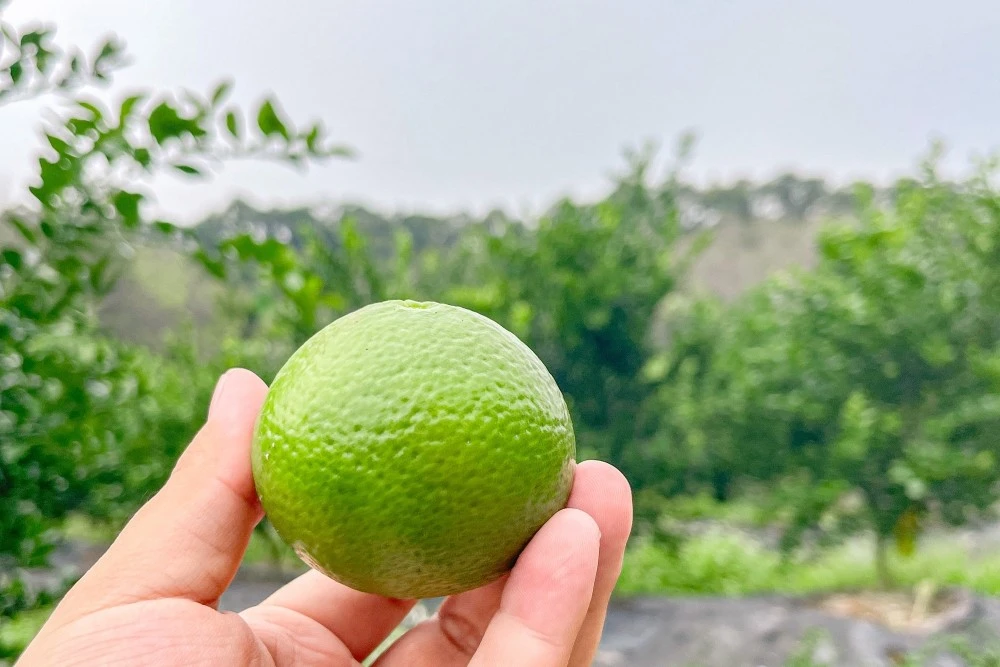 梅花种植前景_致富梅花种植_种植梅花赚钱吗