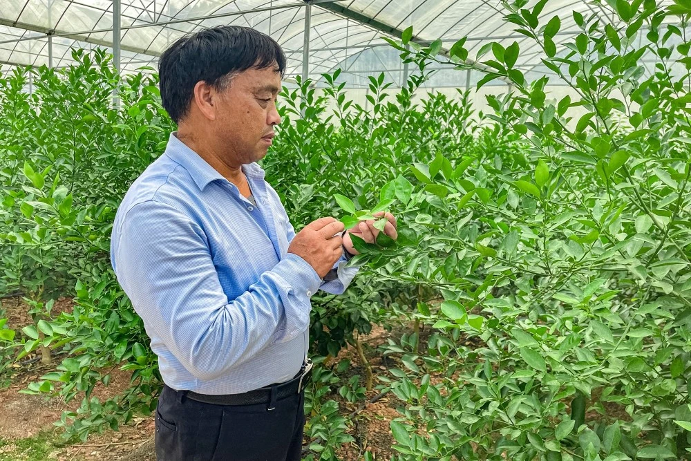 致富梅花种植_梅花种植前景_种植梅花赚钱吗