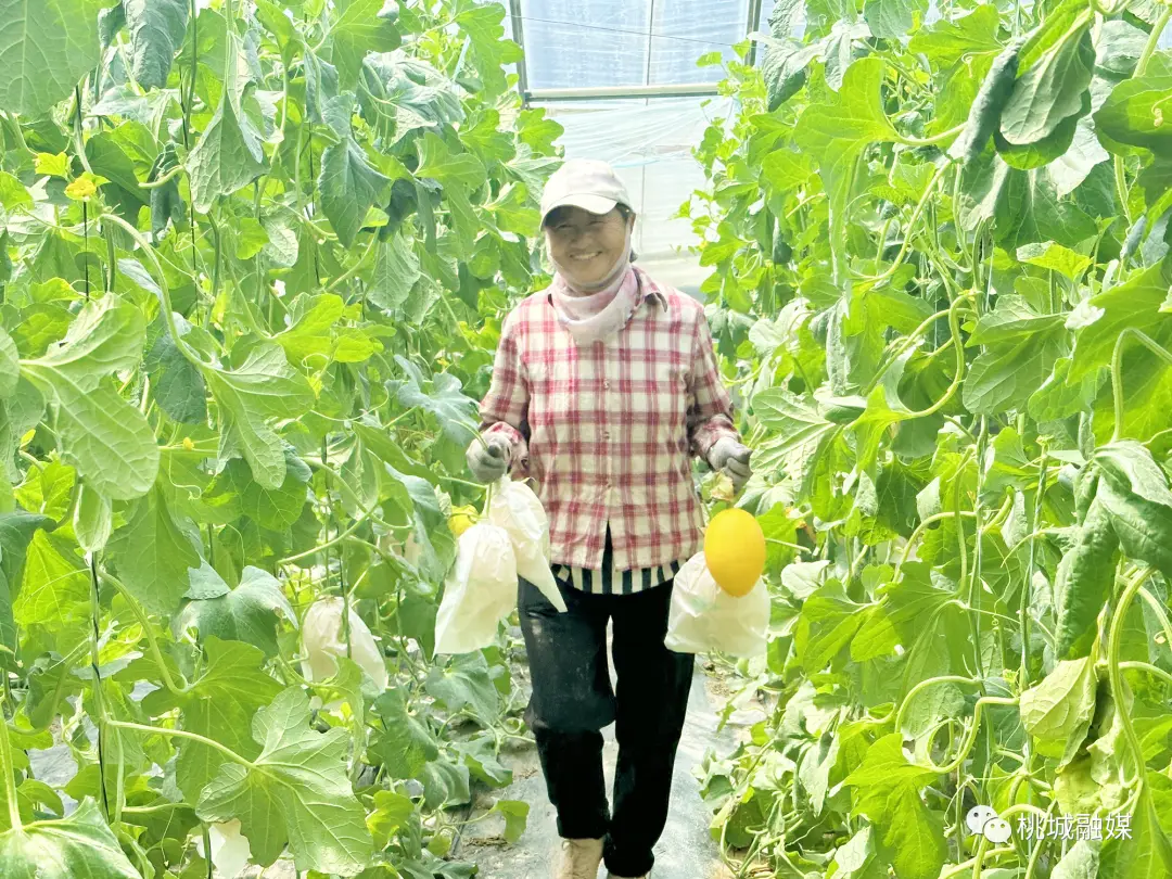 致富种植什么比较赚大钱_种植忙致富_致富种植视频全集