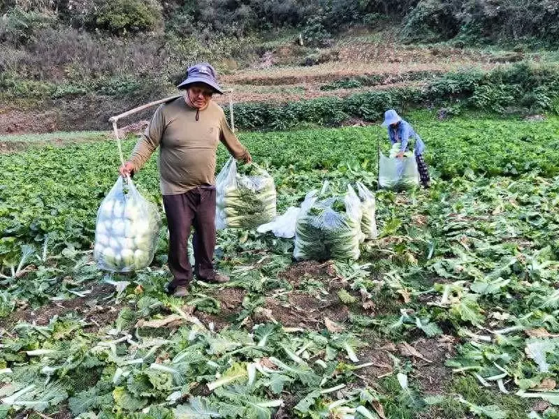 开阳县米坪乡：“冬闲”人不闲 群众增收致富忙播报文章