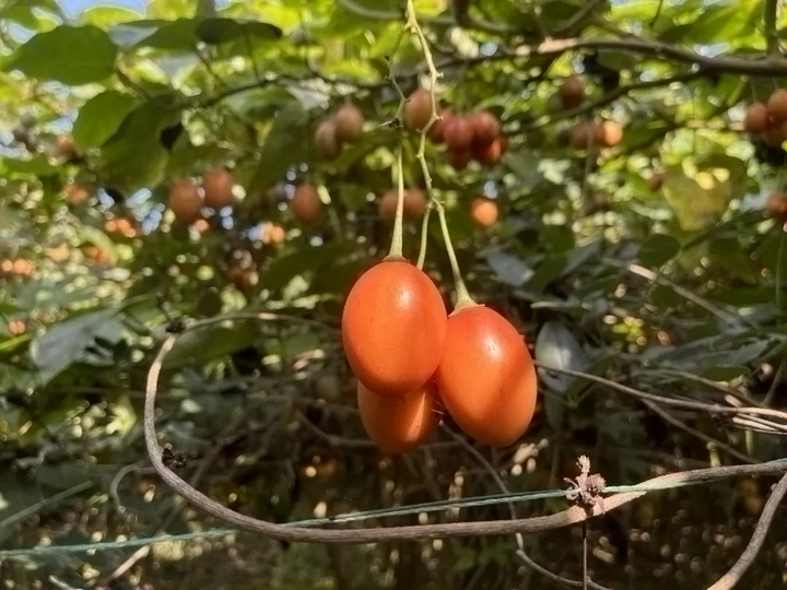 福建种植西红柿致富_福建西红柿种植时间_西红柿养殖基地