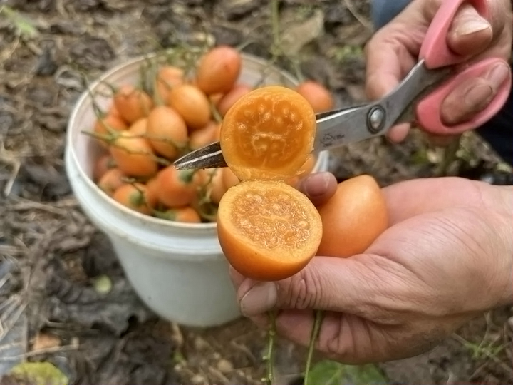 西红柿养殖基地_福建西红柿种植时间_福建种植西红柿致富