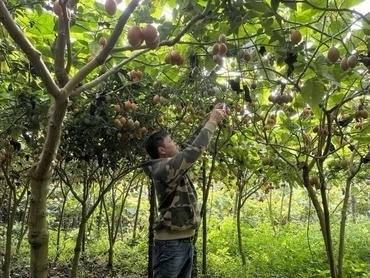 福建种植西红柿致富_福建西红柿种植时间_西红柿养殖基地