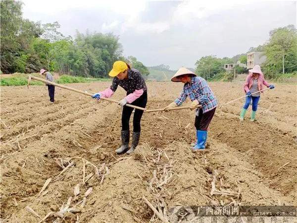 种植忙致富_致富种植什么比较赚大钱_致富经种植亩收入过亿