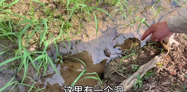 养殖黄鳝技术视频_黄鳝养殖流程的100个问题_黄鳝繁殖养殖技术