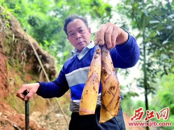 视频致富竹子种植图片_视频致富竹子种植视频大全_竹子种植致富视频