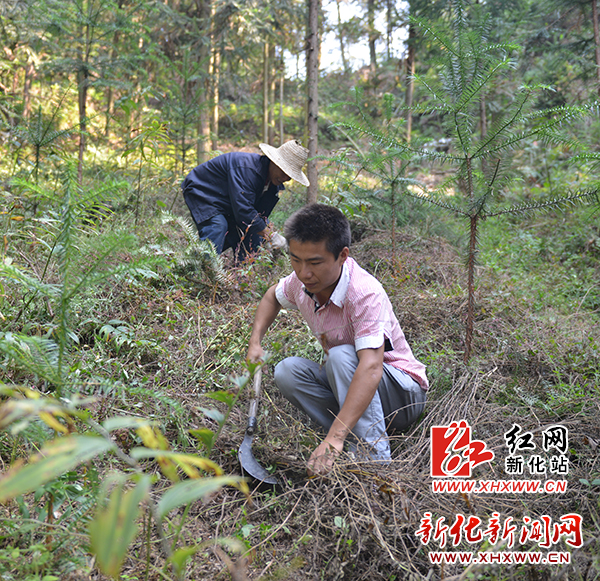 种植黑石榴致富_大果黑石榴苗多少钱一棵_黑石榴苗